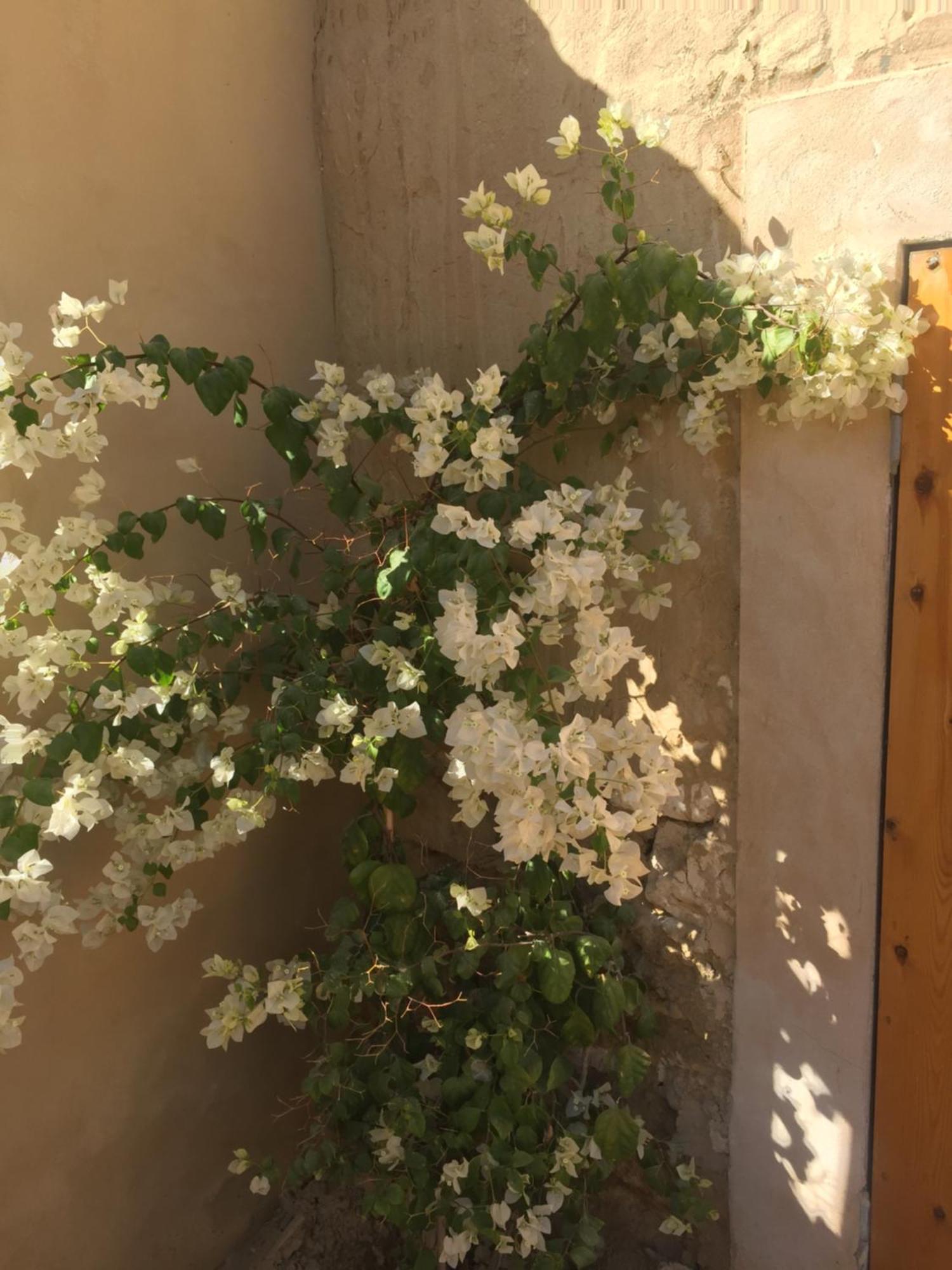 Tanirt Ecolodge Siwa Oasis Exterior photo